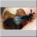 Schlupf eines Stylops-Maennchens 12.jpg